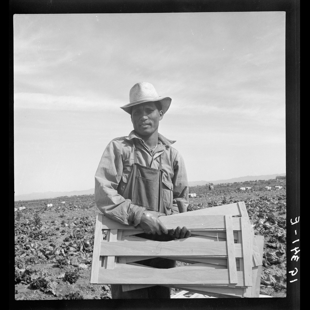 Filipino laborer holding wood equipment in a lettuce field.