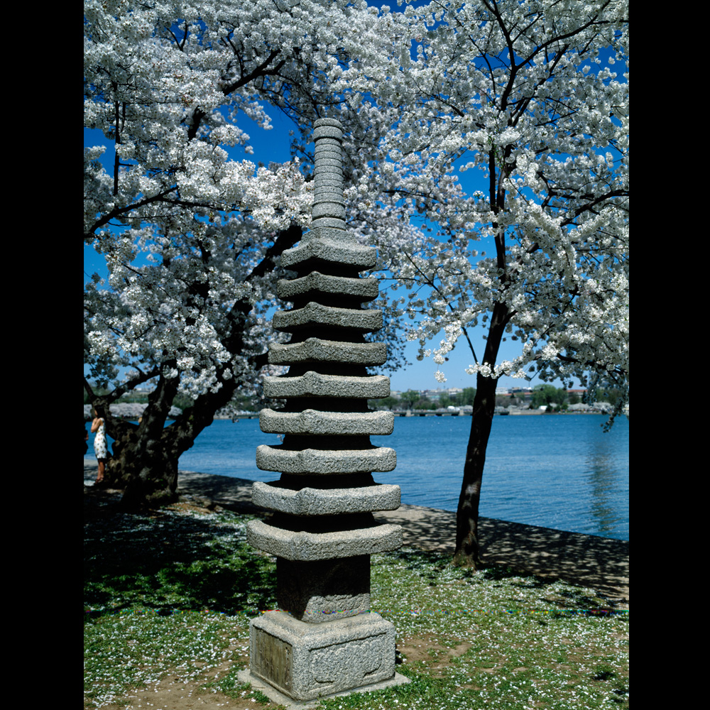 Japanese lantern on the Potomac River Tidal Basin during spring cherry blossom season.