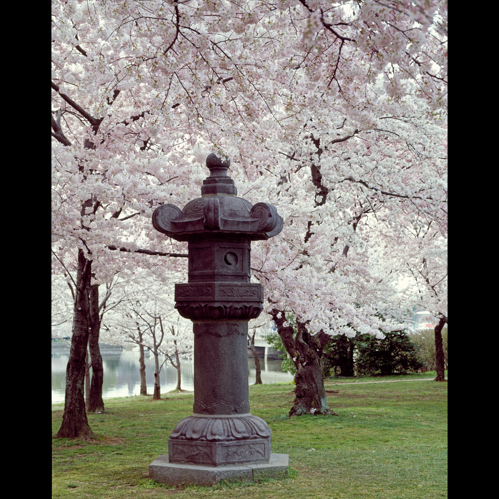 Cherry trees along the Tidal Basin with Japanese Lantern.